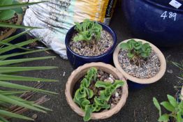 3x Small Hosta in Pot