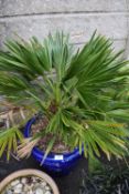 European Fan Palm in Blue Glazed Pot