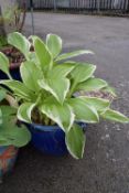 Hosta in a Blue Glazed Pot