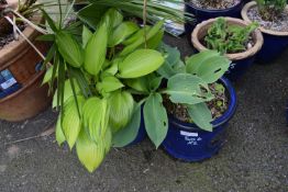 2x Hosta in a Blue Glazed Pots