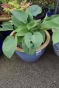 Hosta in a Blue Glazed Pot