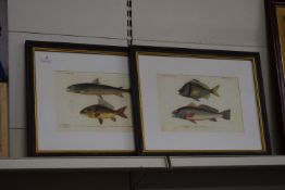 2x Framed Fish Illustrations