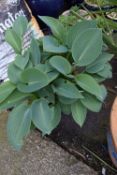 Hosta in a Blue Glazed Pot
