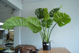 *Artificial Cheese Plant