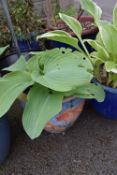 Hosta in a Painted Fish Pot