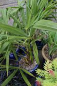European Palm in Blue Glazed Pot