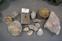 Crystals and Fossils, and a Scorpion
