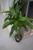 * Artificial Yucca