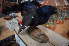 Scottish Black Grouse Taxidermy