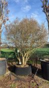garden privet, AP120cm