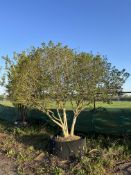 garden privet, AP120cm