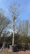 London Plane, 0750L