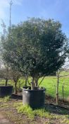 Portuguese Laurel, 1000L