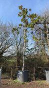 evergreen magnolia 'Galissonniere', 0500L