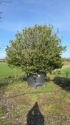 Portuguese Laurel, 1000L