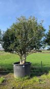 Portuguese Laurel, 1000L