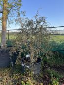 Corkscrew hazel, 0285L
