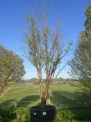 Manchurian cherry 'Amber Beauty', 0750L