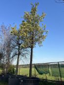 Callery pear 'Chanticleer', 1500L