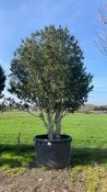 Portuguese Laurel, 1000L