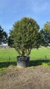 Portuguese Laurel, 1000L