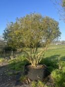 garden privet, AP120cm