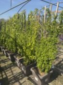 Japanese quince 'Kinshiden', 0042L/T x5