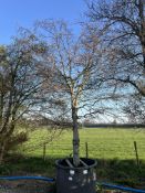 Common Beech, 0750L