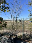 Clerodendrum tri. Purple Blaze, 0090L x2