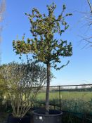 crab apple 'Golden Hornet', 1000L