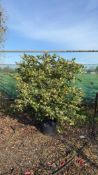 variegated Japanese privet, 0020L