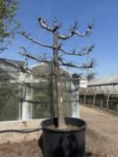 Elaeagnus x ebbingei Compacta, 0090L