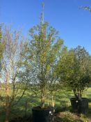 hornbeam 'Fastigiata', 1000L