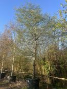 common hornbeam, 0500L