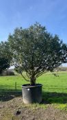 Portuguese Laurel, 1000L