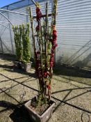 Japanese quince 'Pink Storm', 0042L/T