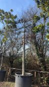 Large-leaved Lime, 0750L