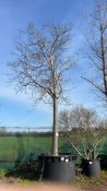 Swedish Whitebeam, 1500L
