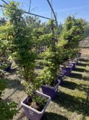 Akebia quinata, 0042L/T x4