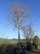 London Plane, 1500L