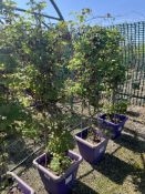 Akebia quinata, 0042L/T x3