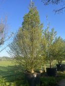 hornbeam 'Fastigiata', 1000L