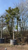 hornbeam 'Fastigiata', 0750L