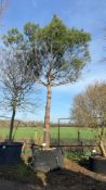 stone pine, 1000L