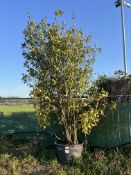 bay tree, 0285L