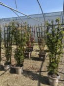 firethorn [Saphyr Jaune], 0020L x3