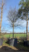common hornbeam, 1000L
