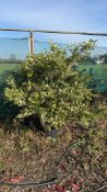 variegated Japanese privet, 0020L