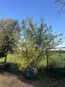 Cornelian Cherry, 0500L