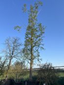 Dawn Redwood, 1500L